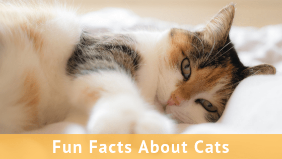 fun facts about cats, cat facts, facts about cats, information about cats, about cats, all about cats, 