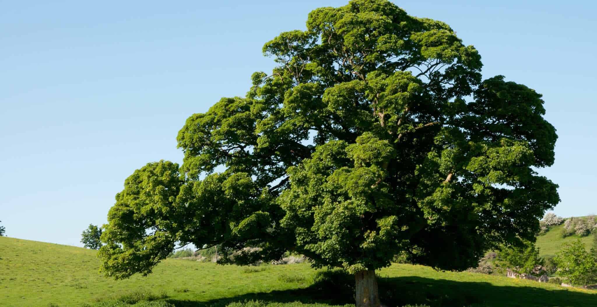 oak tree facts