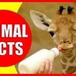 fun facts about animals, animal fun facts, fun animal facts, random animal facts, interesting facts about animal, animal facts,