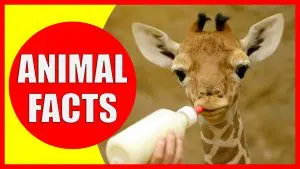 fun facts about animals, animal fun facts, fun animal facts, random animal facts, interesting facts about animal, animal facts,