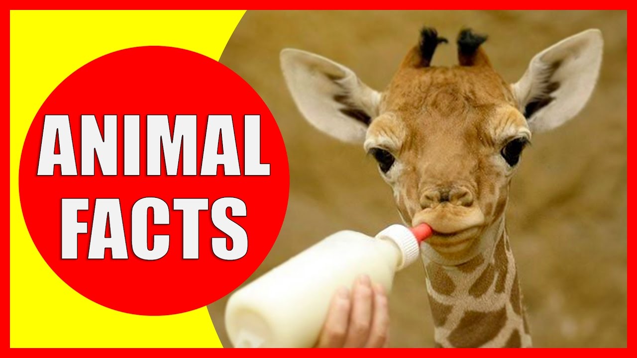 fun facts about animals