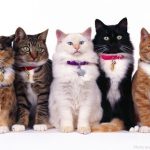 fun facts about cats, cat facts, facts about cats, information about cats, about cats, all about cats,
