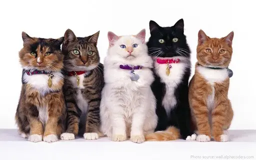 fun facts about cats, cat facts, facts about cats, information about cats, about cats, all about cats,