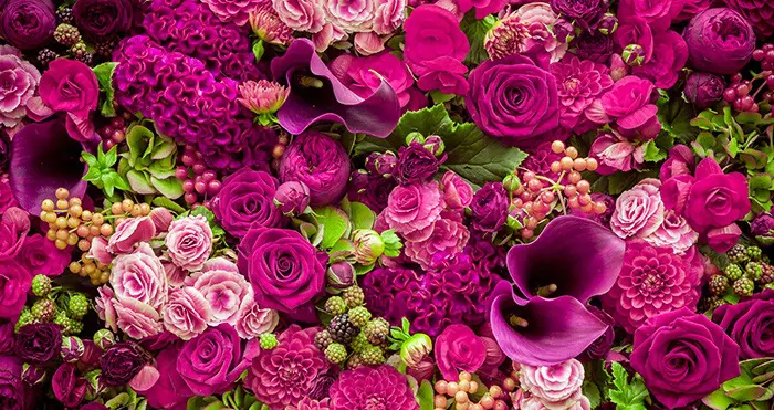 most beautiful flowers, pretty flowers, most beautiful flower in the world, prettiest flowers, the most beautiful flower in the world, most beautiful flower, prettiest flowers in the world, beautiful flowers in the world, most beautiful flowers in the world, prettiest flower in the world, pretty flowers names