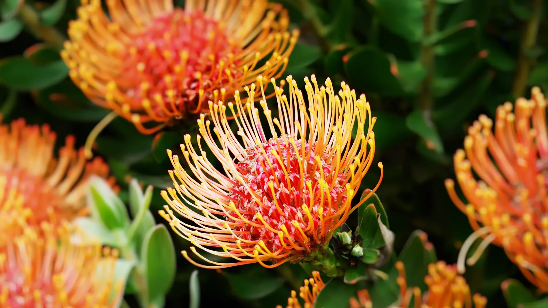 Protea flower, most beautiful flowers, pretty flowers, most beautiful flower in the world, prettiest flowers, the most beautiful flower in the world, most beautiful flower, prettiest flowers in the world, beautiful flowers in the world, most beautiful flowers in the world, prettiest flower in the world, pretty flowers names