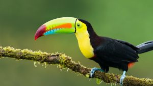 Amazing toucan facts