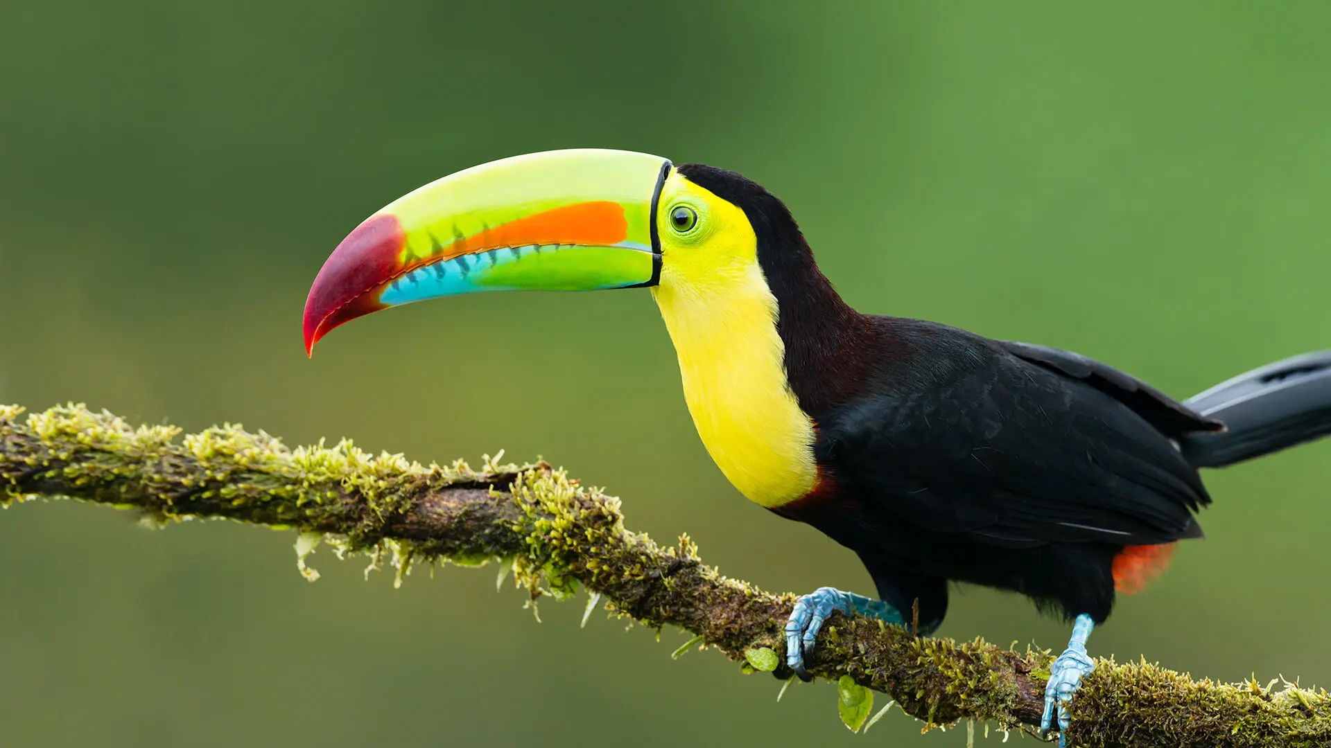 Amazing toucan facts, toucan facts, toucans facts, toucan lifespan, facts about toucans, interesting facts about toucans