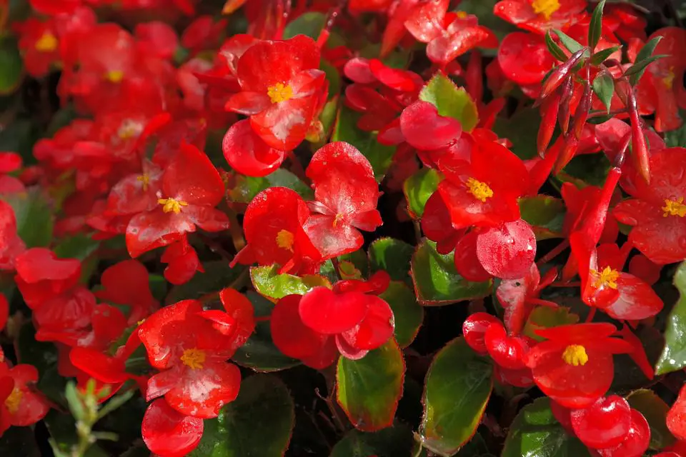 Begonia, most beautiful flowers, pretty flowers, most beautiful flower in the world, prettiest flowers, the most beautiful flower in the world, most beautiful flower, prettiest flowers in the world, beautiful flowers in the world, most beautiful flowers in the world, prettiest flower in the world, pretty flowers names