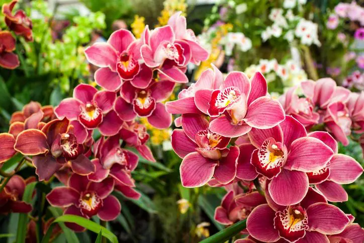 Orchid Flowers, most beautiful flowers, pretty flowers, most beautiful flower in the world, prettiest flowers, the most beautiful flower in the world, most beautiful flower, prettiest flowers in the world, beautiful flowers in the world, most beautiful flowers in the world, prettiest flower in the world, pretty flowers names