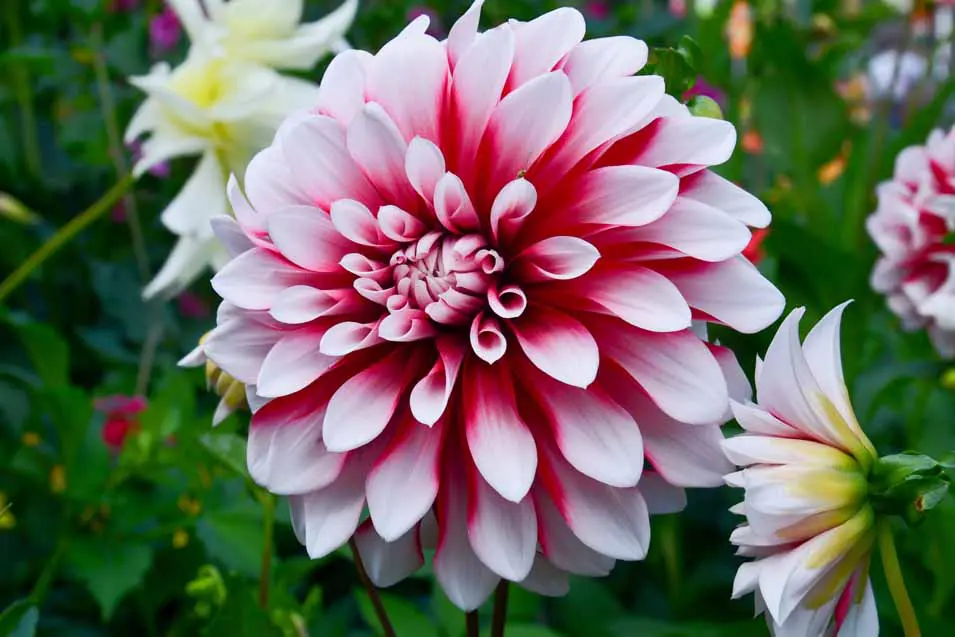 Dahlia flower, Most Beautiful/Pretty Flowers  From Around The World, most beautiful flowers, pretty flowers, most beautiful flower in the world, prettiest flowers, the most beautiful flower in the world, most beautiful flower, prettiest flowers in the world, beautiful flowers in the world, most beautiful flowers in the world, prettiest flower in the world, pretty flowers names