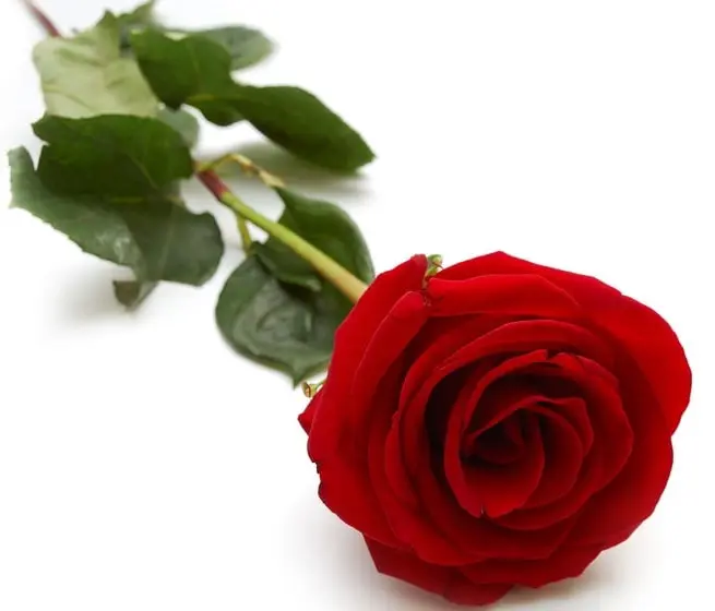 Rose flower, most beautiful flowers, pretty flowers, most beautiful flower in the world, prettiest flowers, the most beautiful flower in the world, most beautiful flower, prettiest flowers in the world, beautiful flowers in the world, most beautiful flowers in the world, prettiest flower in the world, pretty flowers names