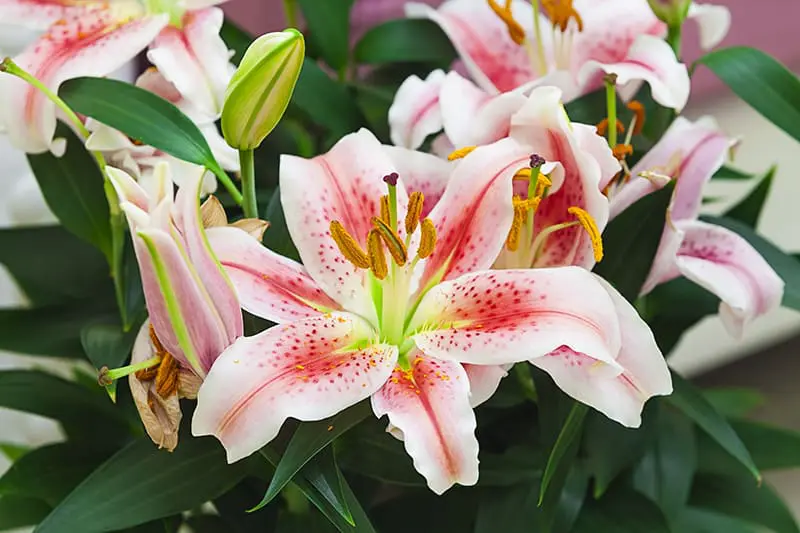 Stargazer Lily, most beautiful flowers, pretty flowers, most beautiful flower in the world, prettiest flowers, the most beautiful flower in the world, most beautiful flower, prettiest flowers in the world, beautiful flowers in the world, most beautiful flowers in the world, prettiest flower in the world, pretty flowers names