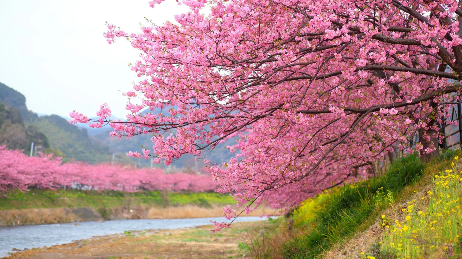 Cherry Blossom, most beautiful flowers, pretty flowers, most beautiful flower in the world, prettiest flowers, the most beautiful flower in the world, most beautiful flower, prettiest flowers in the world, beautiful flowers in the world, most beautiful flowers in the world, prettiest flower in the world, pretty flowers names