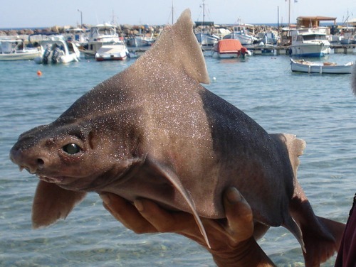 coolest angular rough shark, coolest sharks, cool sharks, coolest shark, what is the nicest shark, cool looking sharks, coolest looking sharks, what is the coolest shark