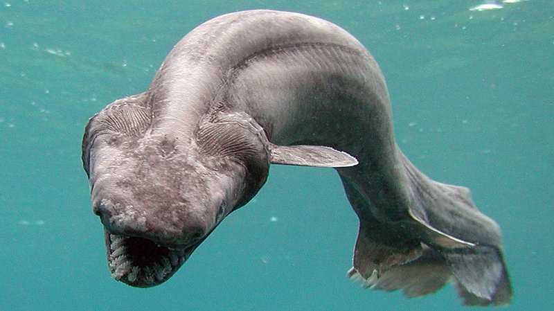 coolest frilled shark, coolest sharks, cool sharks, coolest shark, what is the nicest shark, cool looking sharks, coolest looking sharks, what is the coolest shark