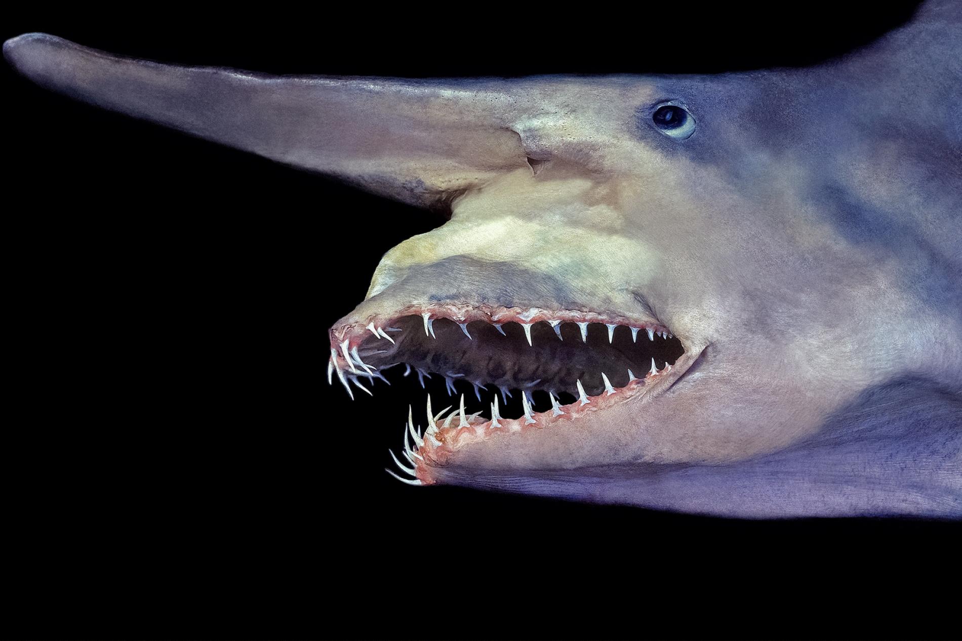 coolest goblin shark, coolest sharks, cool sharks, coolest shark, what is the nicest shark, cool looking sharks, coolest looking sharks, what is the coolest shark