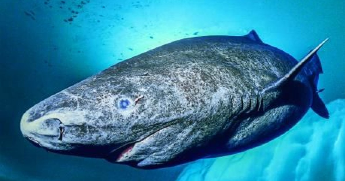 coolest greenland shark, coolest sharks, cool sharks, coolest shark, what is the nicest shark, cool looking sharks, coolest looking sharks, what is the coolest shark