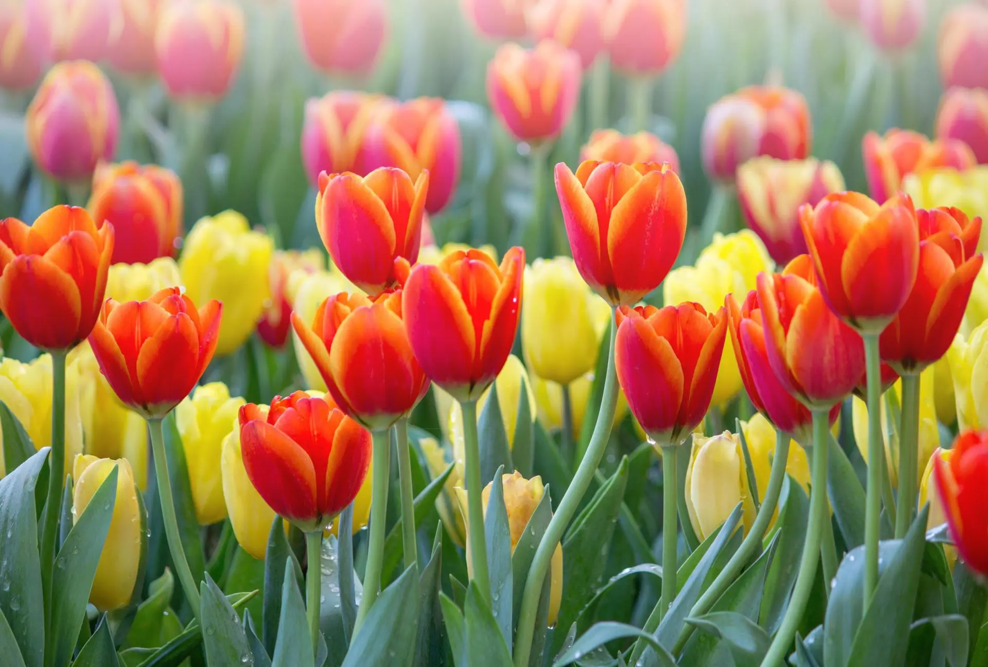 tulip flower, most beautiful flowers, pretty flowers, most beautiful flower in the world, prettiest flowers, the most beautiful flower in the world, most beautiful flower, prettiest flowers in the world, beautiful flowers in the world, most beautiful flowers in the world, prettiest flower in the world, pretty flowers names