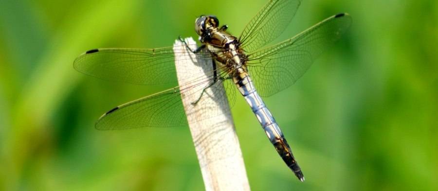 dragonfly facts, interesting facts on dragonflies, dragonfly fun facts, cool facts about dragonflies, interesting fact about dragonflies, fun facts about a dragonfly