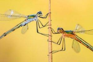 dragonfly facts, interesting facts on dragonflies, dragonfly fun facts, cool facts about dragonflies, interesting fact about dragonflies, fun facts about a dragonfly