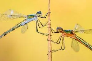 dragonfly facts, interesting facts on dragonflies, dragonfly fun facts, cool facts about dragonflies, interesting fact about dragonflies, fun facts about a dragonfly