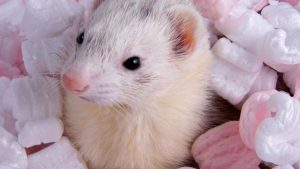 furry ferret facts