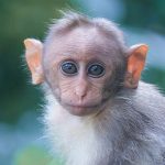monkey facts, fun facts about monkeys, facts about monkeys, monkey facts for kids, interesting facts about monkeys,