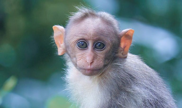 Facts About Monkeys You Didn’t Know | FunFacToday.com