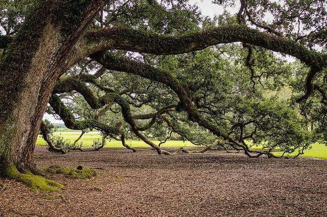 oak tree facts, facts about oak trees, facts on oak trees, interesting facts about oak trees, fun facts about oak trees, 