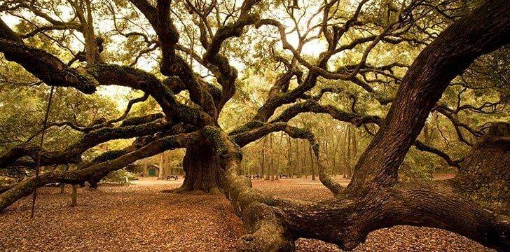 oak tree facts, facts about oak trees, facts on oak trees, interesting facts about oak trees, fun facts about oak trees, 