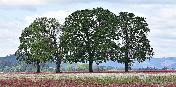 oak tree facts, facts about oak trees, facts on oak trees, interesting facts about oak trees, fun facts about oak trees, 