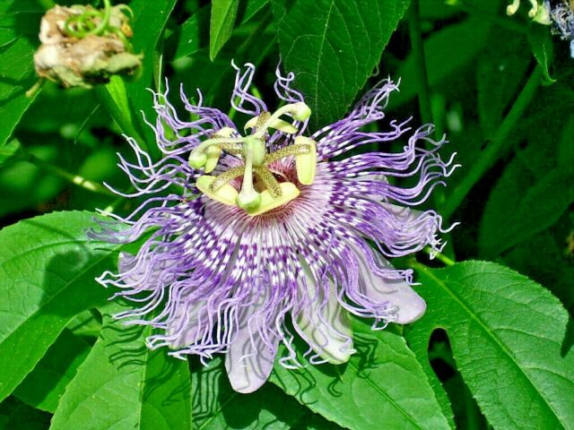 Passion flower, most beautiful flowers, pretty flowers, most beautiful flower in the world, prettiest flowers, the most beautiful flower in the world, most beautiful flower, prettiest flowers in the world, beautiful flowers in the world, most beautiful flowers in the world, prettiest flower in the world, pretty flowers names