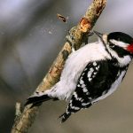 why do woodpeckers peck, why do woodpeckers peck wood, why do woodpeckers peck trees, do woodpeckers peck at night