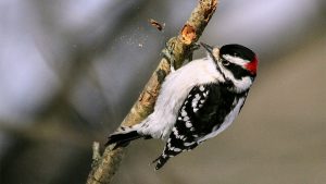 why do woodpeckers peck