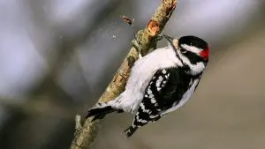 why do woodpeckers peck, why do woodpeckers peck wood, why do woodpeckers peck trees, do woodpeckers peck at night