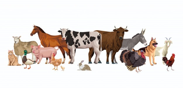 Animal Group Names You Should Know | Funfactoday.com