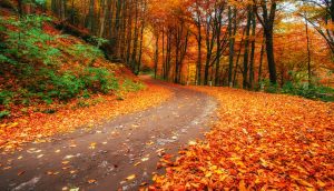 Fall facts for you