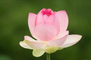 quotes about bloom, bloom quotes, quotes about blooming, bloom quote