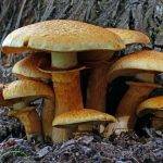 mushroom puns, mushroom pun, jokes about mushrooms, mushroom jokes