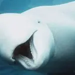 whale puns, jokes about whales, whale jokes, whale pun, whale joke