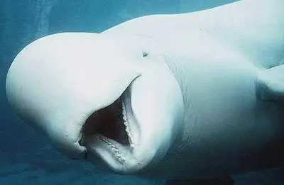whale puns, jokes about whales, whale jokes, whale pun, whale joke